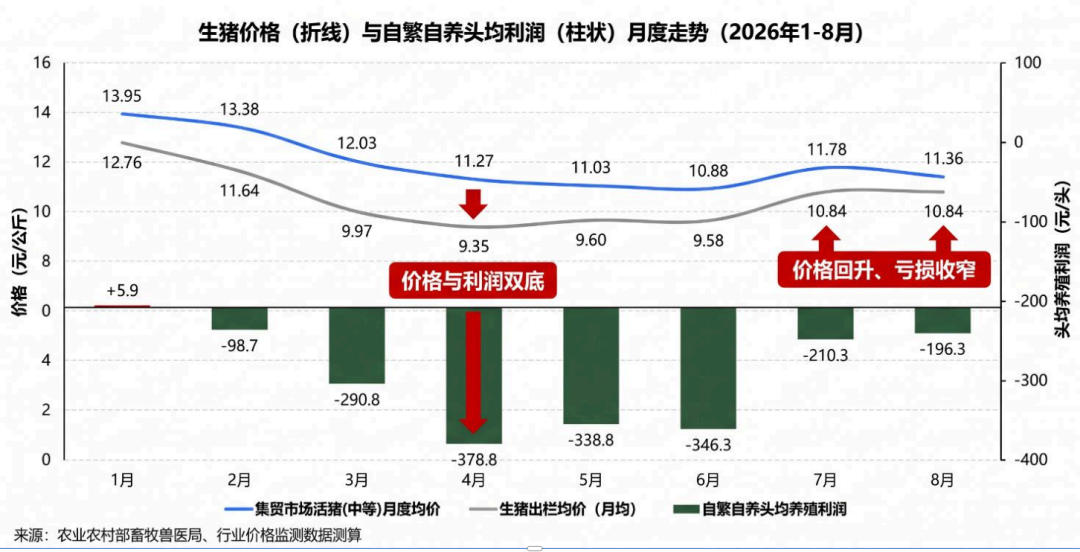 生猪价格与自繁自养头均利润月度走势（2026年1-8月）